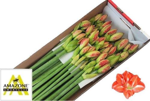 Hippeastrum Double Galaxy Grp Sunny Nymph