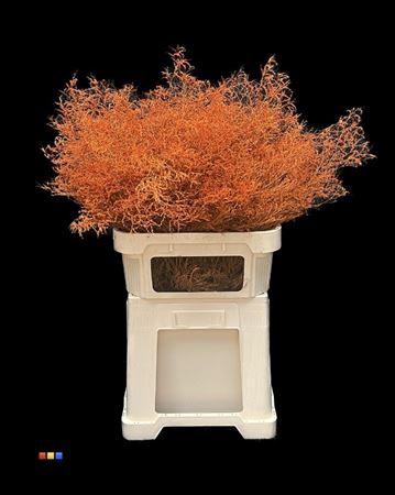 Limonium overig kleurbehandeld H%