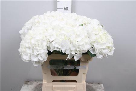 Hydrangea macrophylla Royal Princess