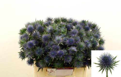 Eryngium planum Magnetar Questar