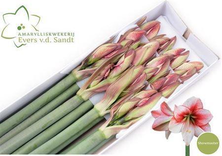 Hippeastrum Galaxy Grp 'Showmaster'