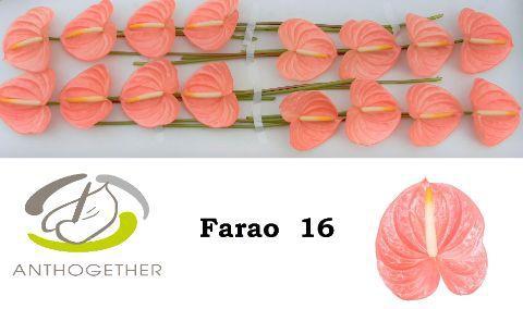 Anthurium (Andreanum Grp) Farao