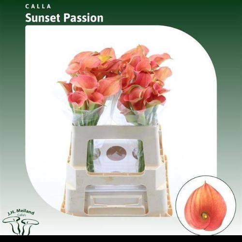 Zantedeschia 'Sunset Passion'