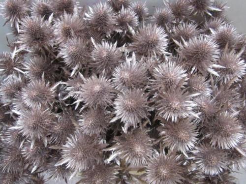 Eryngium planum kleurbehandeld H%