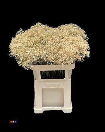 Gypsophila overig kleurbehandeld H%