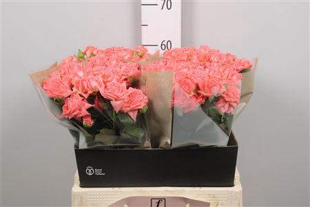 Rosa tros Barbados