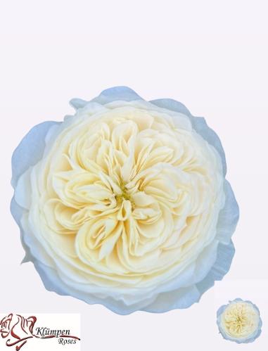 Rosa grootbloemig Chic White!