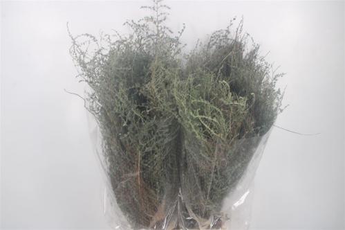 Decoratiegroen overig per bos