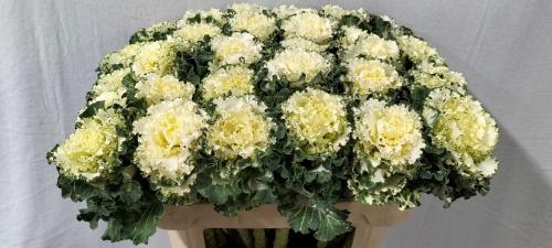 Brassica oleracea 'Crane Ruffle White'