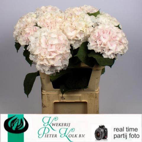 Hydrangea macrophylla 'Sweet Verena'