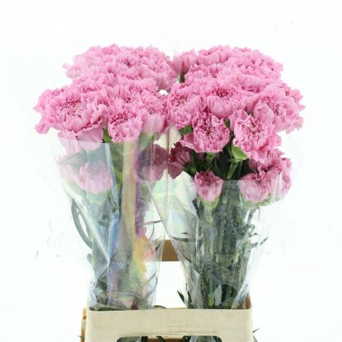 Dianthus standaard Clearwater