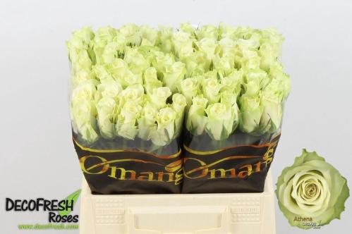 Rosa grootbloemig Athena