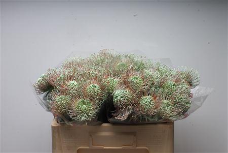 Leucospermum 'Naomi' kleurbehandeld H%