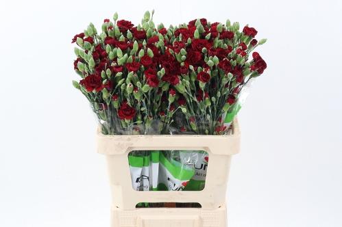 Dianthus tros 'Chateau'