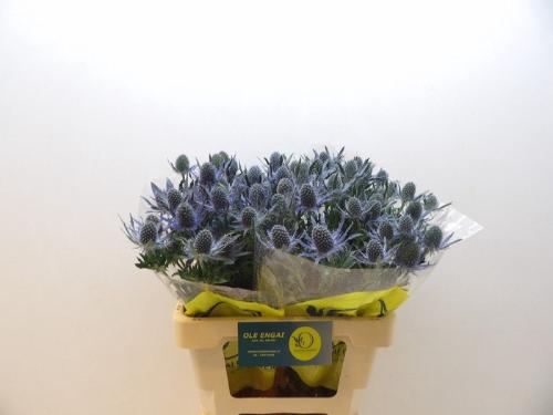Eryngium Magical Blue Lagoon