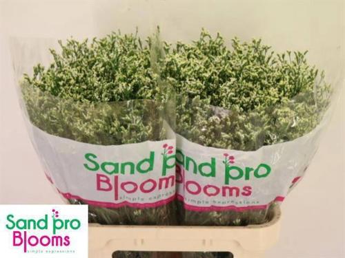 Limonium sinensis Cool Diamond