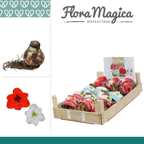 Hippeastrum (bol)