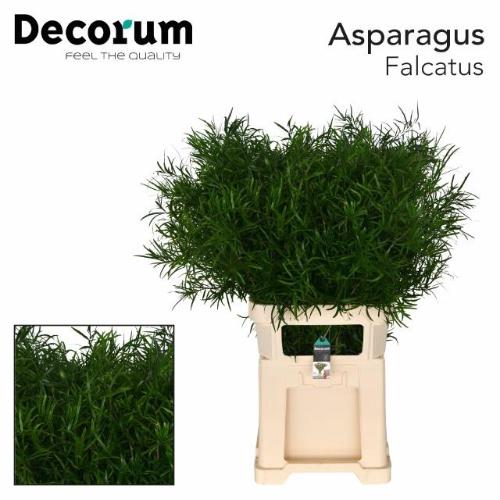 Asparagus falcatus