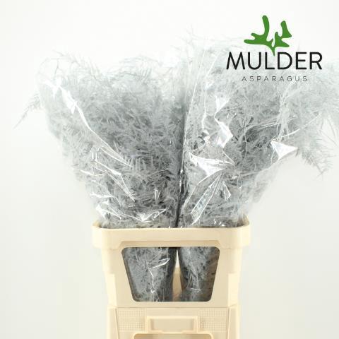 Asparagus overig kleurbehandeld H%