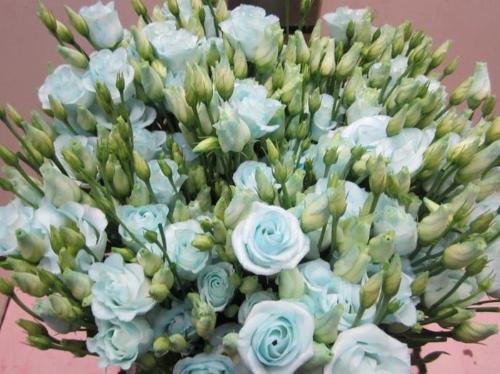 Eustoma russellianum gevuldbloemig kleurbehandeld H%