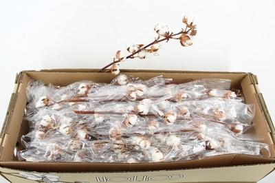 Gossypium hirsutum wit