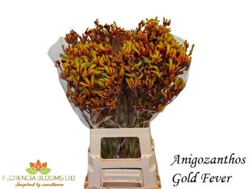Anigozanthos 'Gold Fever'