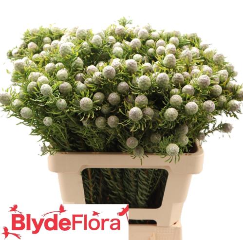 Leucadendron linifolium 'Jade Pearl' (vertakt)