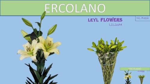 Lilium Longiflorum x Aziatische Grp 'Ercolano'