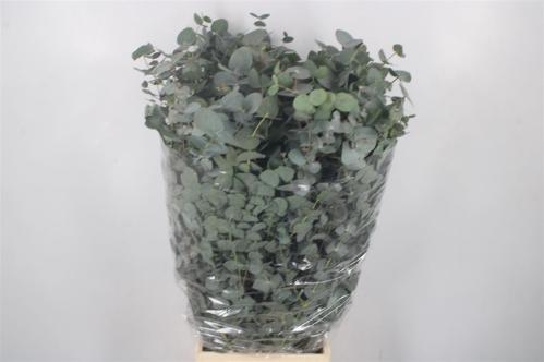 Eucalyptus per bos cinerea