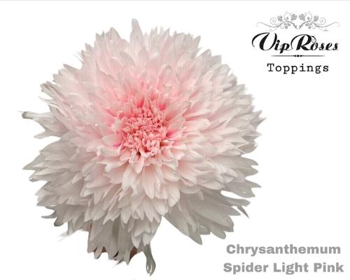 Chrysanthemum geplozen kas kleurbehandeld H%