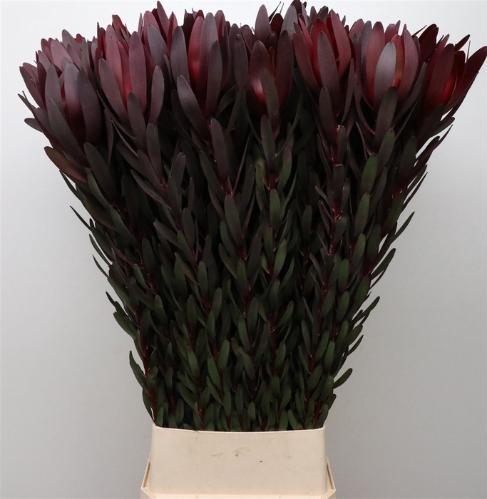 Leucadendron 'Safari Sunset'