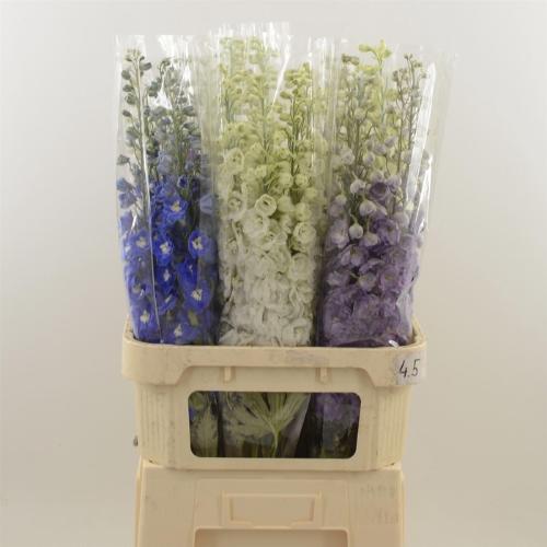 Delphinium dubbelbloemig gemengd