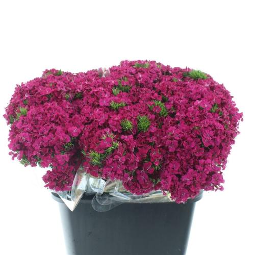 Dianthus barbatus 'Amazon Neon Cherry'