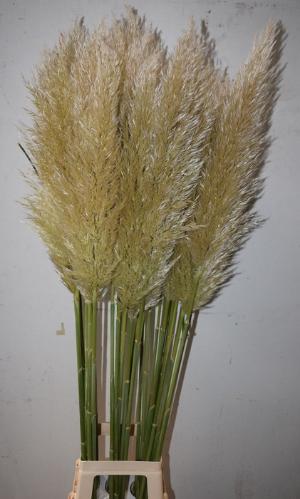 Cortaderia selloana 'Evita'
