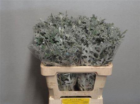 Senecio maritima