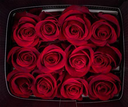 Rosa grootbloemig Freedom