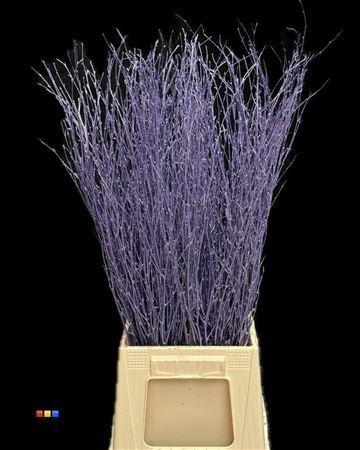 Betula per bos kleurbehandeld