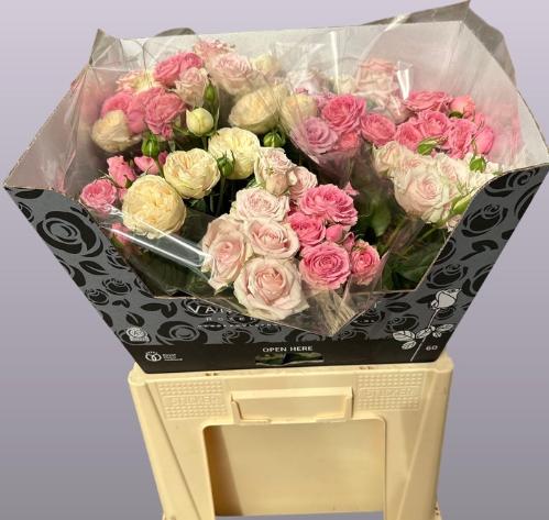 Rosa tros gemengd in fust