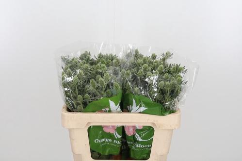 Eryngium planum 'White Glitter'