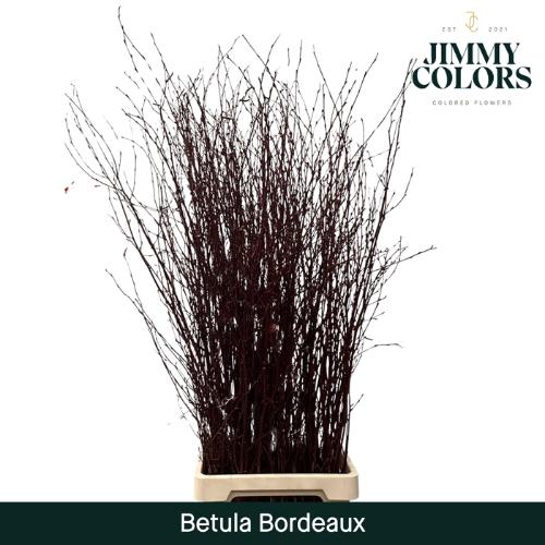 Betula kleurbehandeld H%