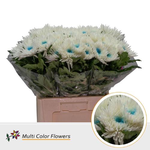 Chrysanthemum geplozen kas kleurbehandeld H%
