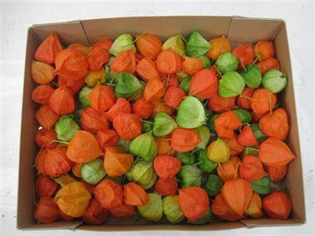 Physalis alkekengi lampion (los)