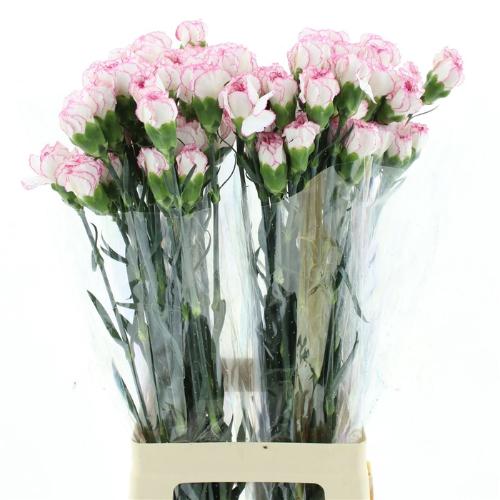 Dianthus standaard 'Pastel Damascus'