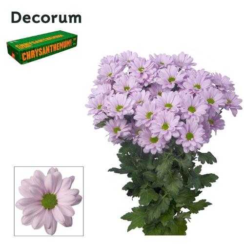 Chrysanthemum (Indicum Grp) tros Kennedy Rosy