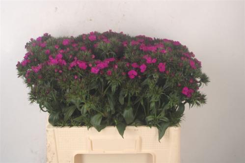 Dianthus barbatus 'Amazon Neon Purple'