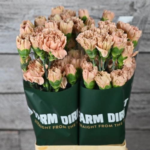 Dianthus standaard overig