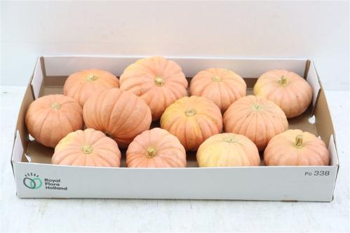 Cucurbita pepo
