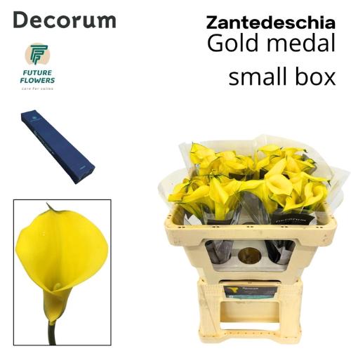 Zantedeschia 'Gold Medal'