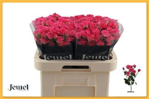 Rosa tros Lovely Lydia