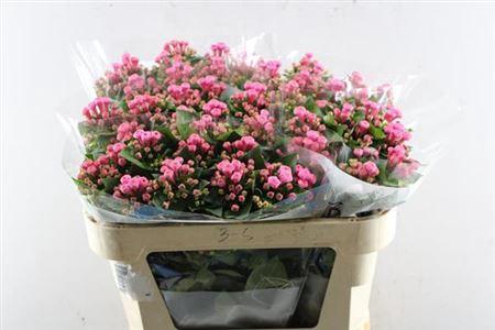 Bouvardia enkelbloemig Royal Roza